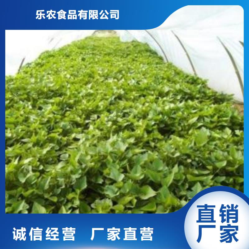 麦茬苗普薯32号(红薯苗)专业生产厂家