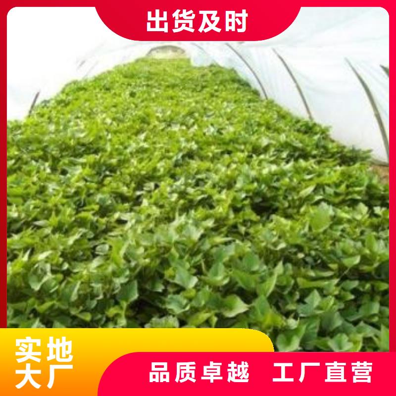 脱毒紫薯苗(济黑品种)怎么培育