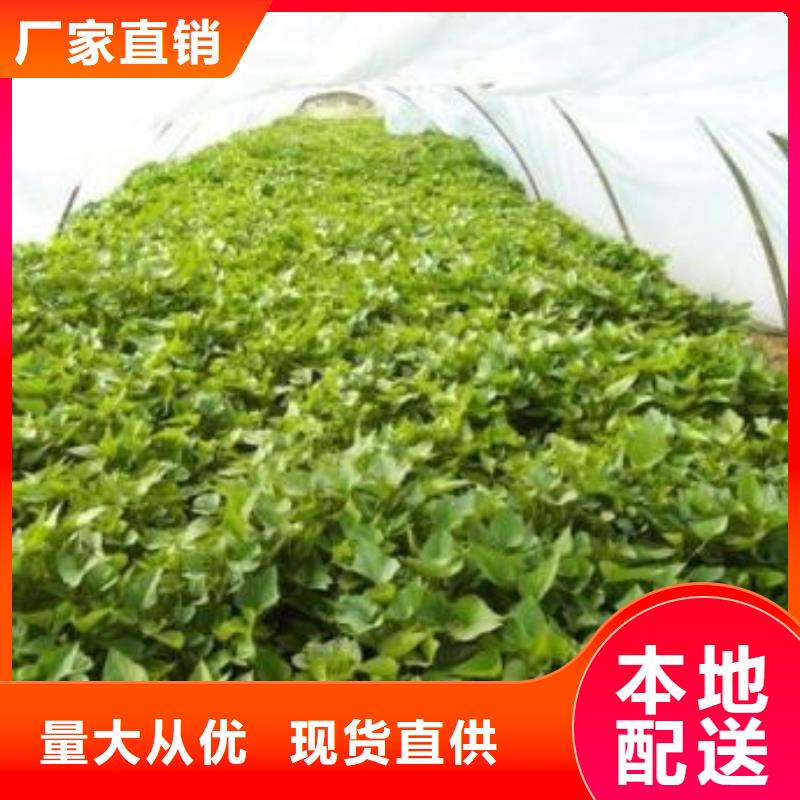 高剪红薯苗现货充足量大优惠