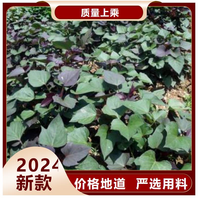 高产脱毒紫薯苗（凌紫品种）行情走势