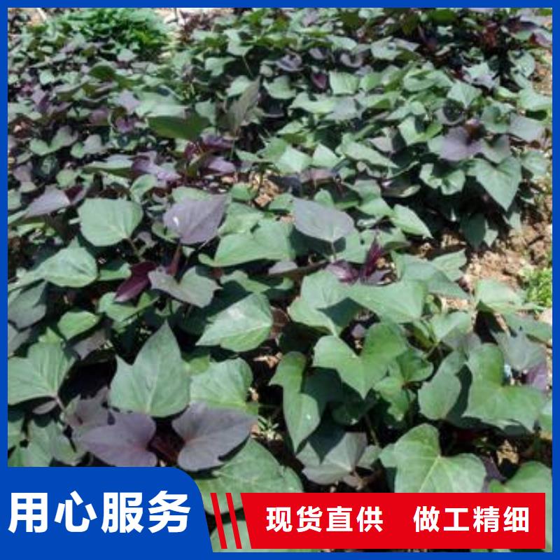 麦茬苗普薯32号(红薯苗)专业生产厂家
