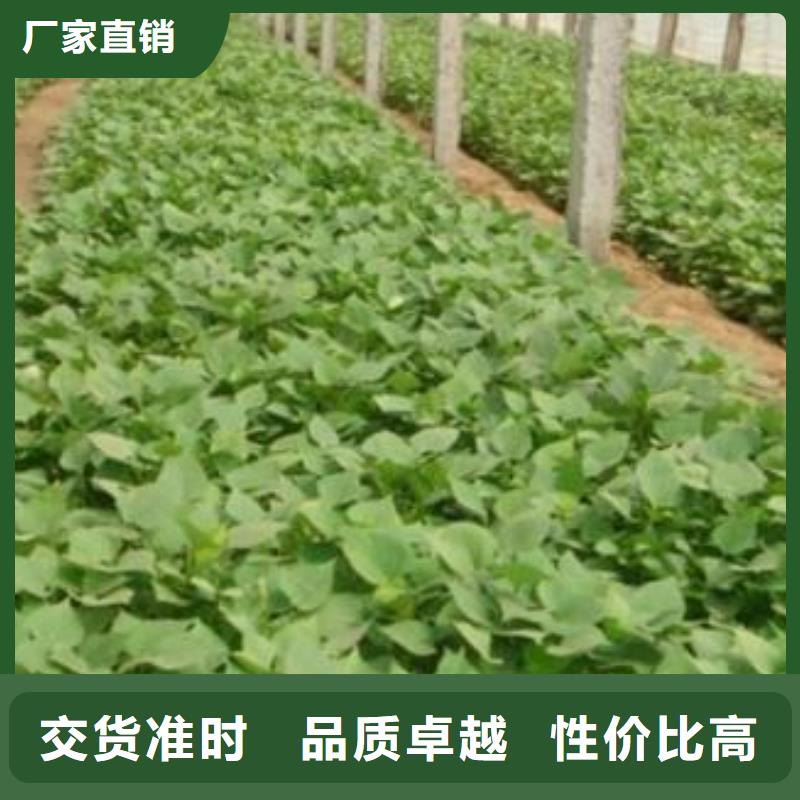 麦茬苗普薯32号(红薯苗)专业生产厂家