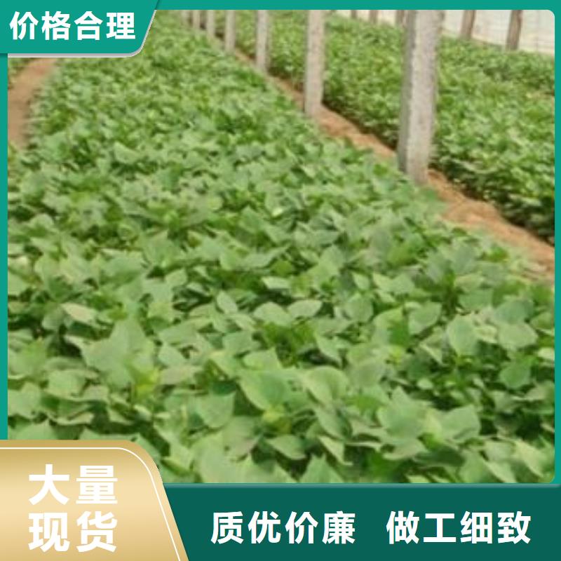 高剪红薯苗现货充足量大优惠