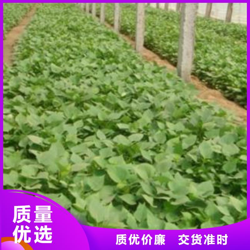 脱毒紫薯苗(济黑品种)怎么培育