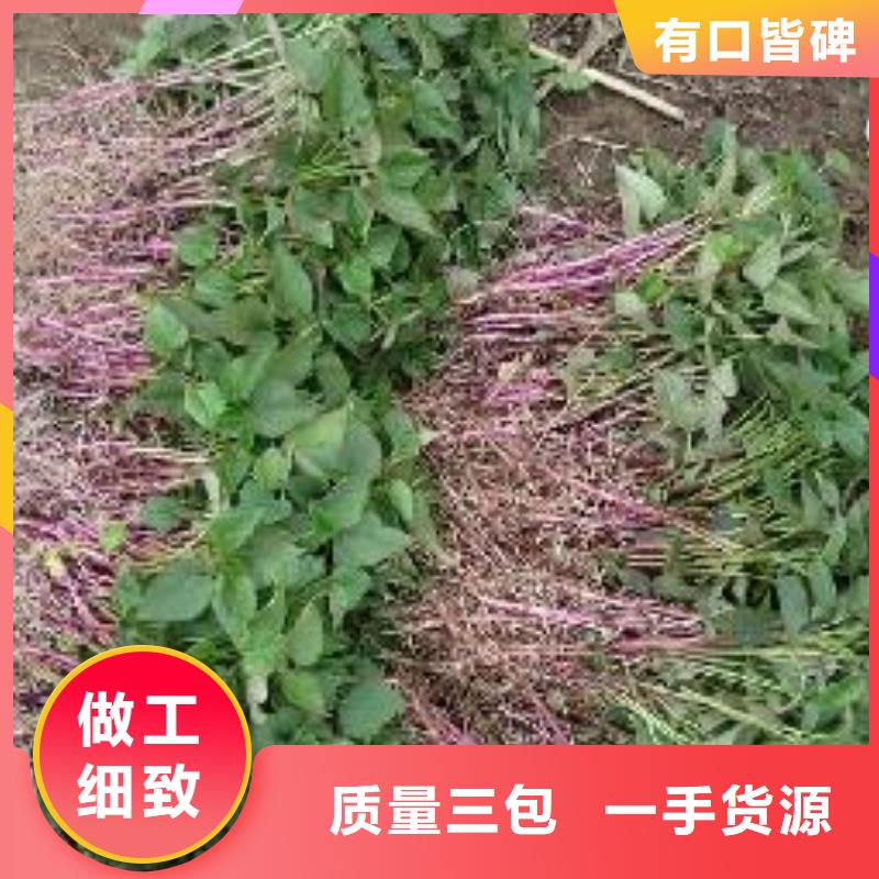 高剪红薯苗现货充足量大优惠