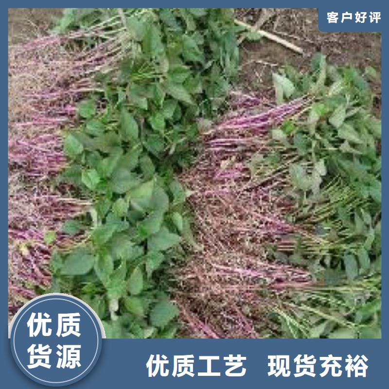 高产脱毒紫薯苗(凌紫品种)专业指导员