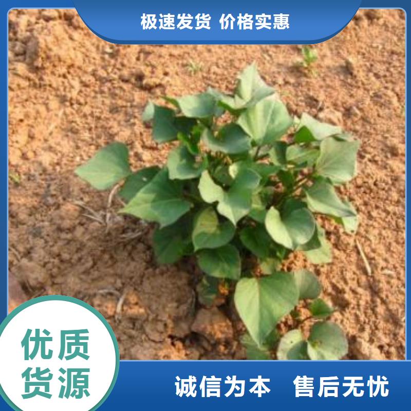 麦茬苗普薯32号(红薯苗)专业生产厂家