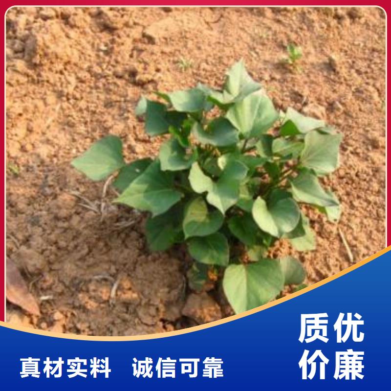 高剪红薯苗现货充足量大优惠