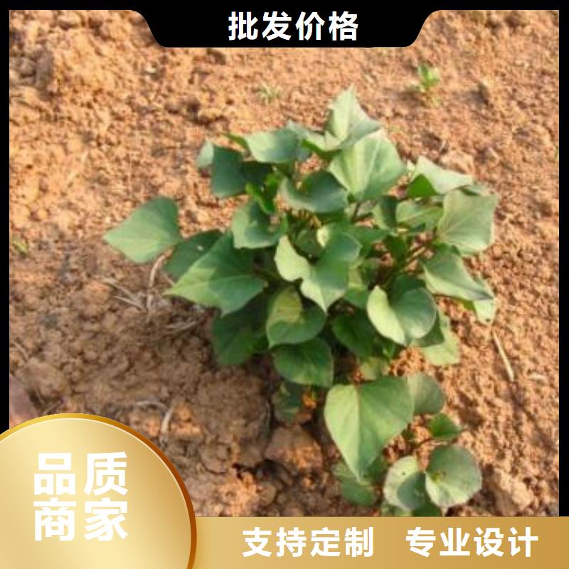羽衣甘蓝粉-视频-浙江省宁波市|鄞州|象山|台州|丽水|绍兴|嘉兴|湖州|杭州羽衣甘蓝粉-乐农