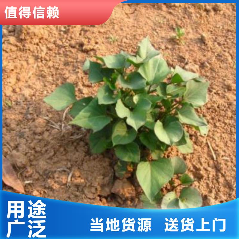 高产脱毒紫薯苗（凌紫品种）专业指导员