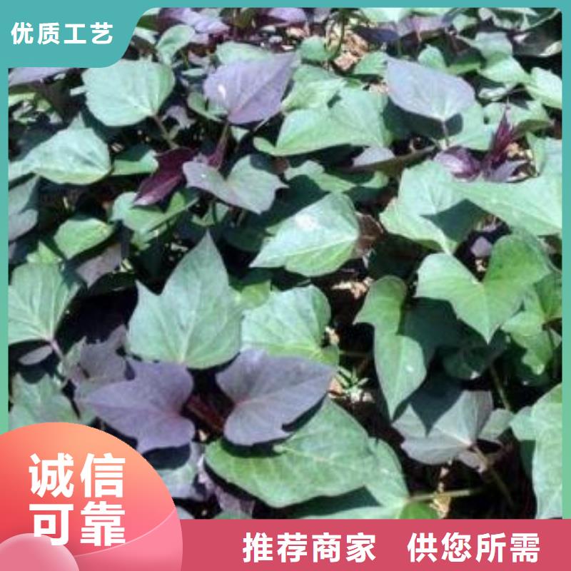 麦茬苗普薯32号(红薯苗)专业生产厂家