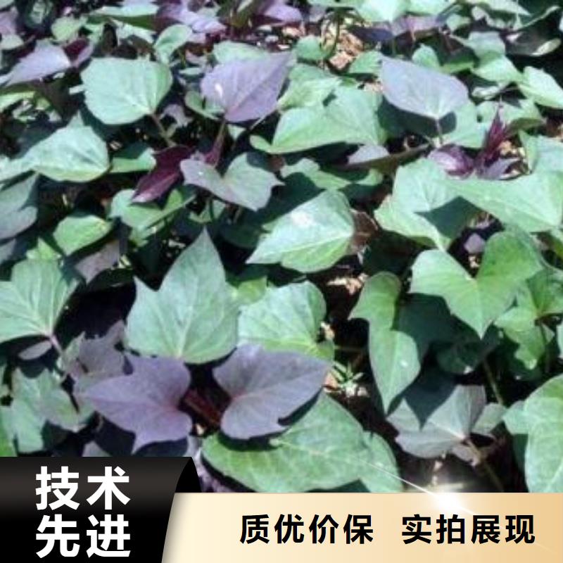 高剪红薯苗现货充足量大优惠