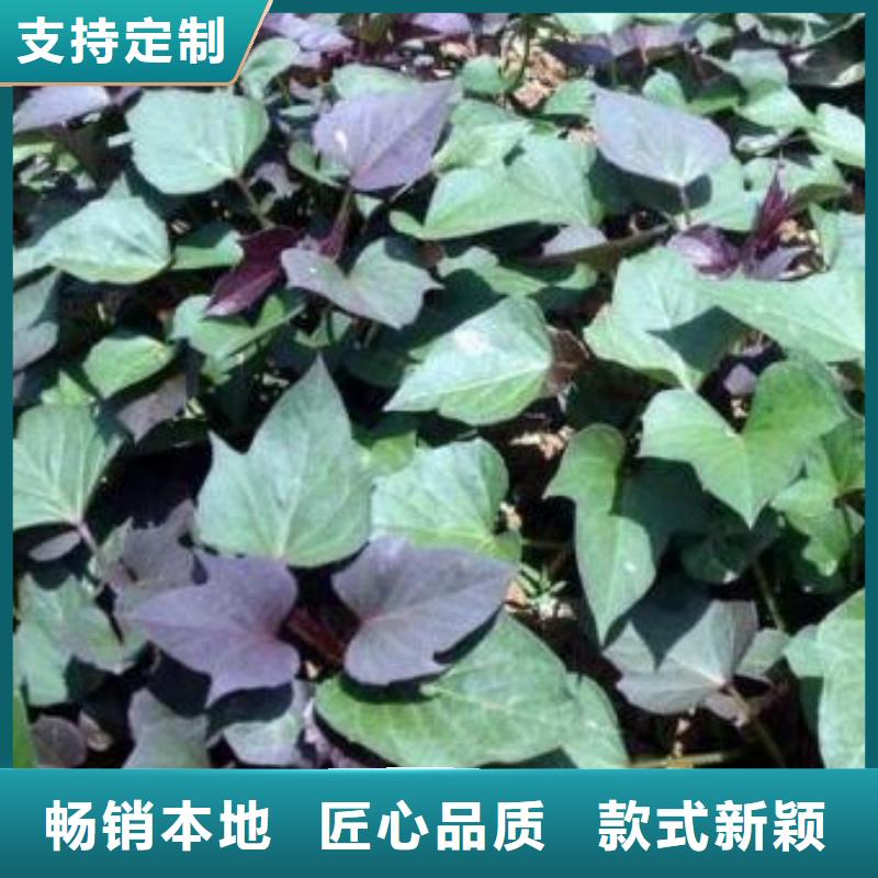 脱毒红薯苗（西瓜红）择优