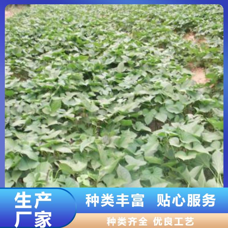 高剪红薯苗现货充足量大优惠