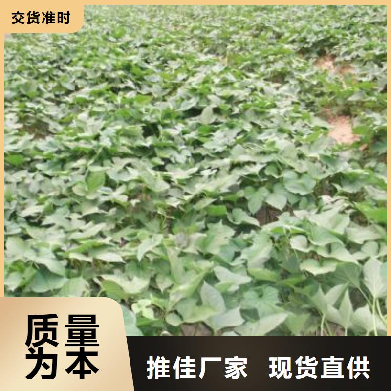 高产脱毒紫薯苗(凌紫品种)基地种植