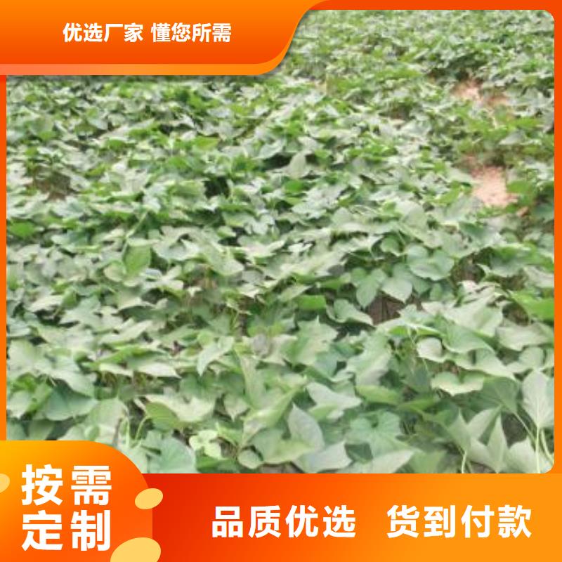 麦茬苗普薯32号(红薯苗)专业生产厂家