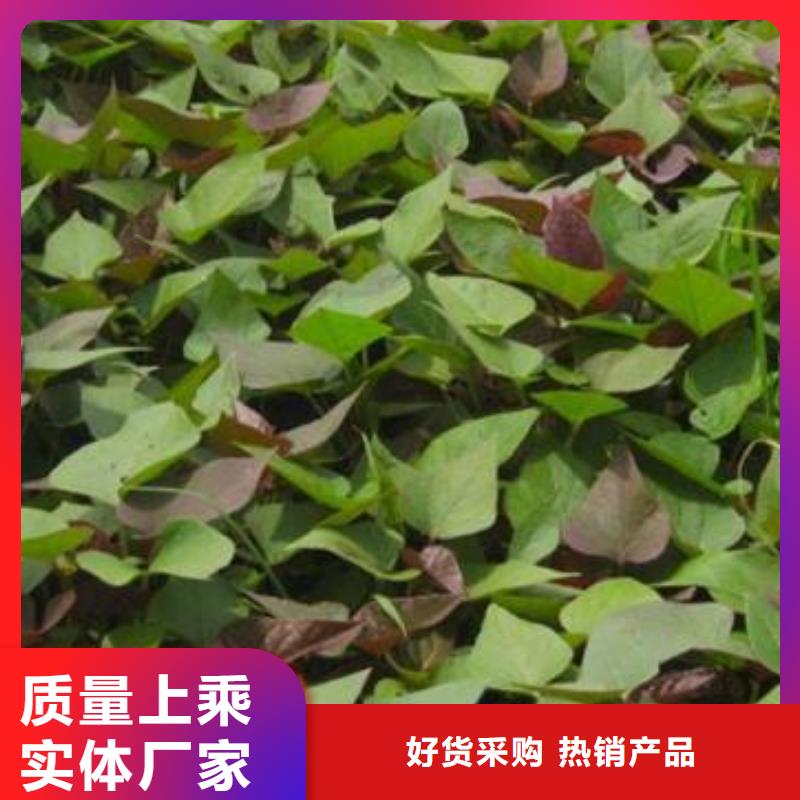 高产脱毒紫薯苗（凌紫品种）销售价格