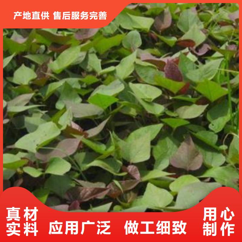 羽衣甘蓝粉视频-钟山|昭平|来宾|百色|玉林|桂林|钦州|贵港羽衣甘蓝粉免费安装-乐农食品(贺州市分公司)