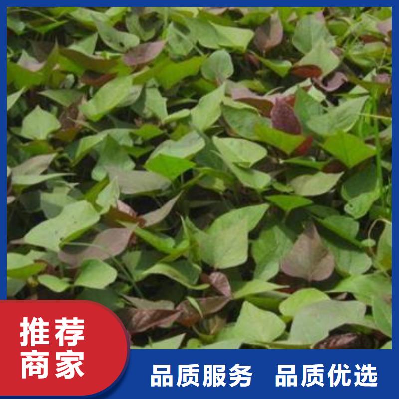 高产脱毒紫薯苗(凌紫品种)基地种植
