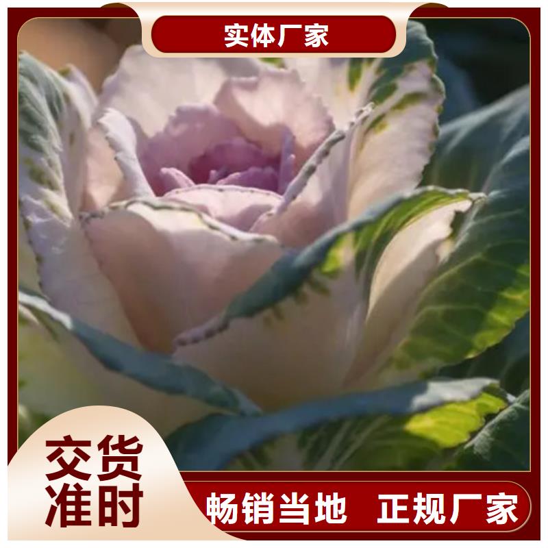 甘蓝粉-乐农食品有限公司