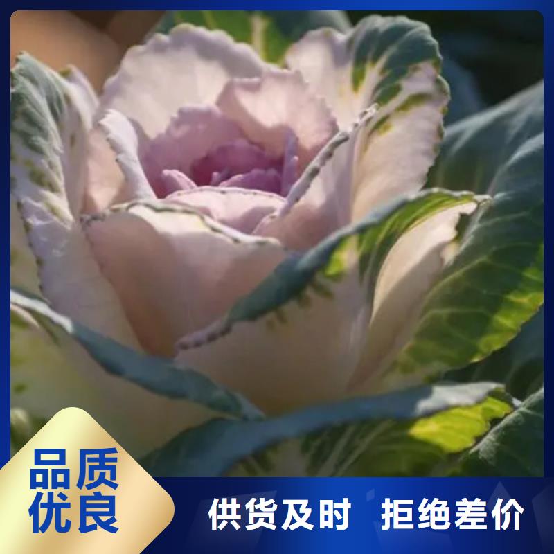 有现货的羽衣甘蓝粉销售厂家