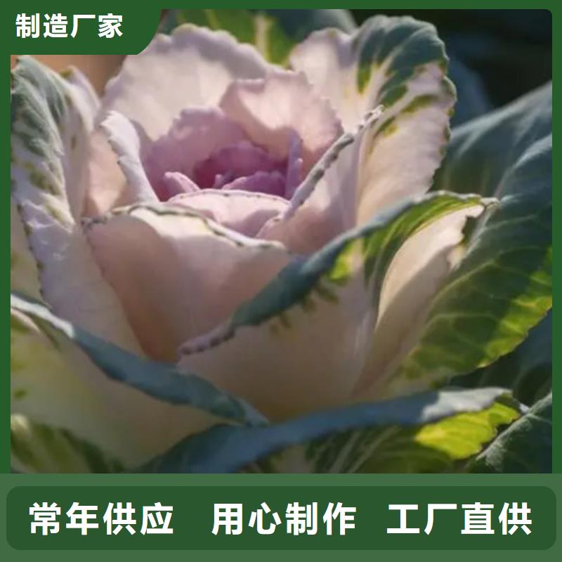 甘蓝粉多年专注