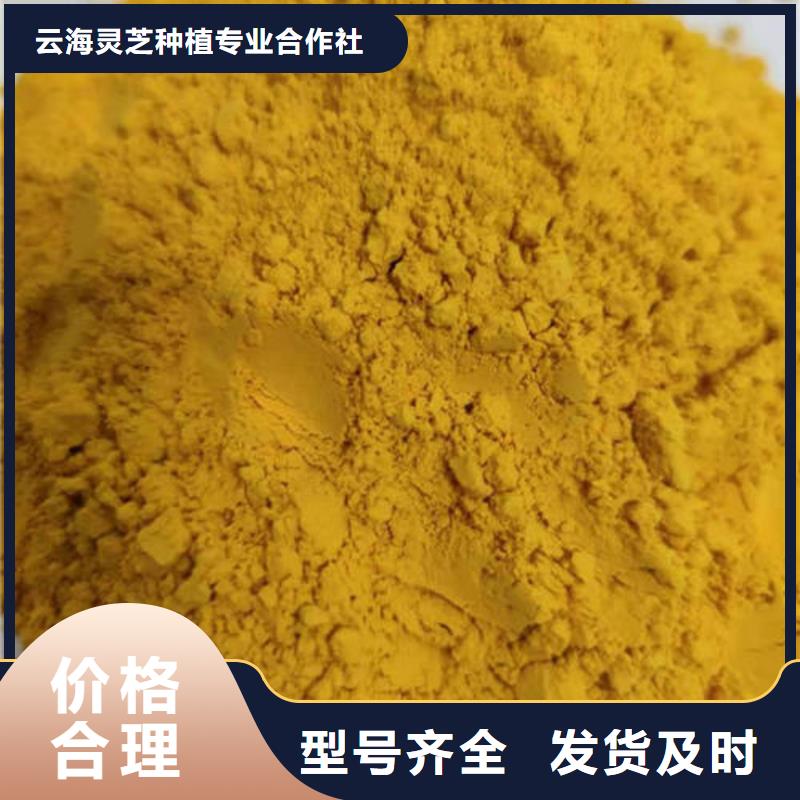 破壁灵芝孢子粉视频-破壁灵芝孢子粉-云海灵芝种植专业社(广元市分公司)服务区域青川|剑阁|南充|巴中|眉山|德阳|凉山