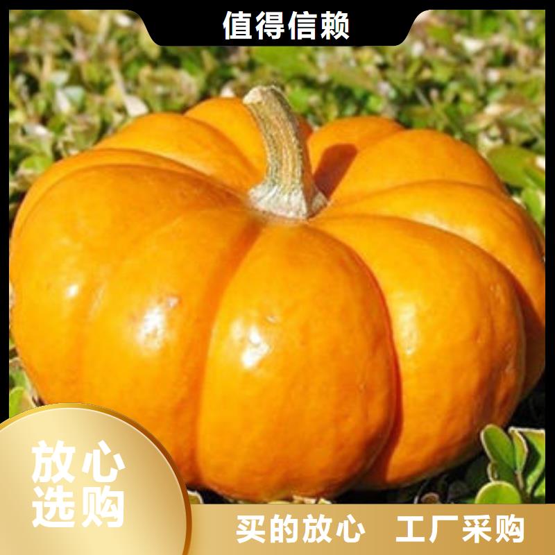 破壁灵芝孢子粉视频-广西省云海破壁灵芝孢子粉可服务区域南宁|来宾|玉林|崇左|防城港等