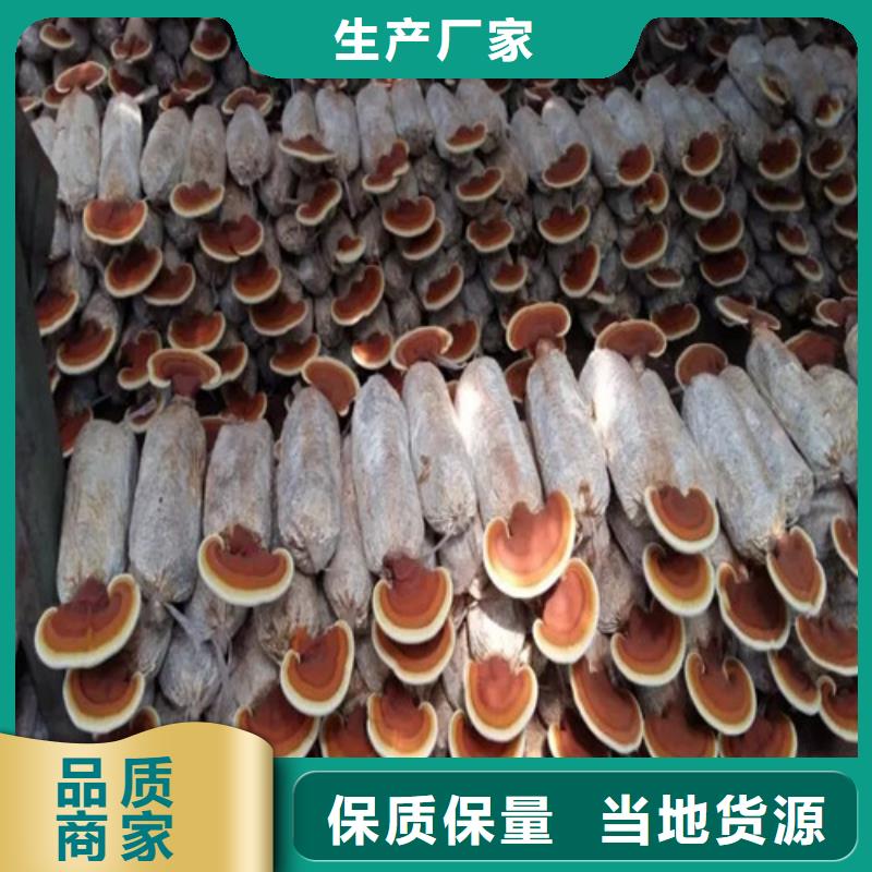 金台灵芝切片怎么样