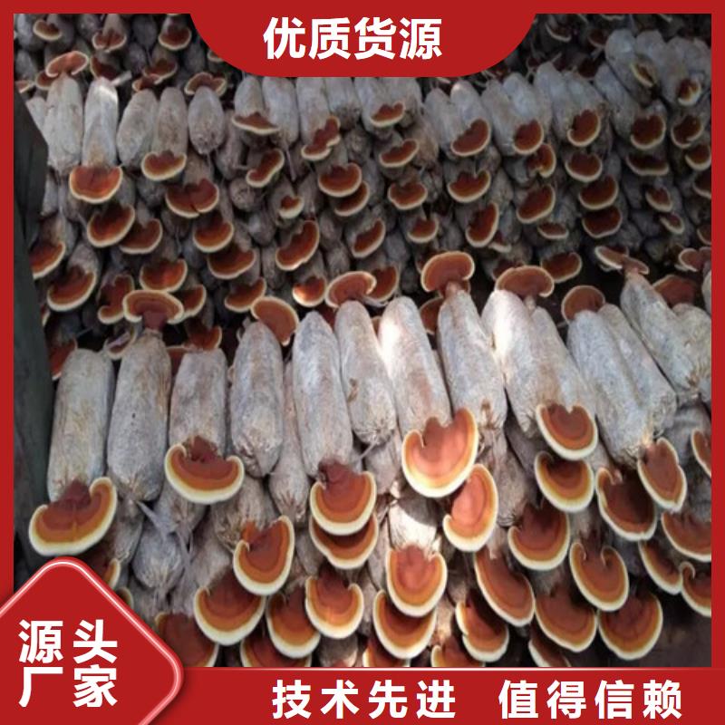 破壁灵芝孢子粉-视频-破壁灵芝孢子粉-甘肃省天水市甘谷|秦安|平凉|白银|金昌|临夏本土生产商