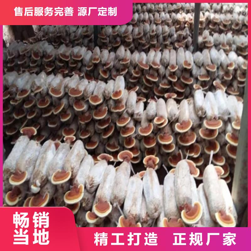 破壁灵芝孢子粉-视频-辽宁省本溪市云海破壁灵芝孢子粉可服务区域明山|南芬|阜新|锦州|盘锦|抚顺|朝阳等