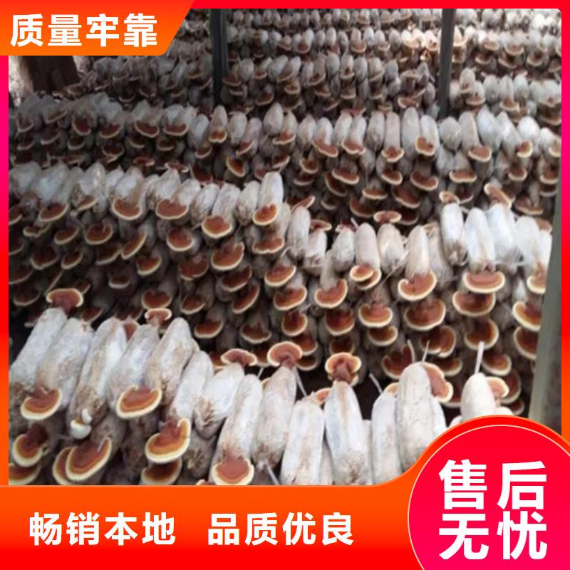 破壁灵芝孢子粉-视频-察隅|米林|日喀则|山南|昌都|阿里|那曲云海破壁灵芝孢子粉_ 云海灵芝种植专业社(林芝市分公司)