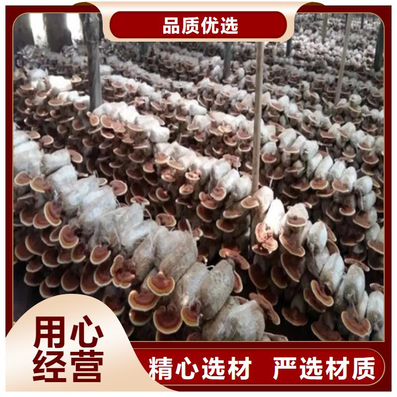 破壁灵芝孢子粉-视频-破壁灵芝孢子粉-甘肃省天水市甘谷|秦安|平凉|白银|金昌|临夏本土生产商