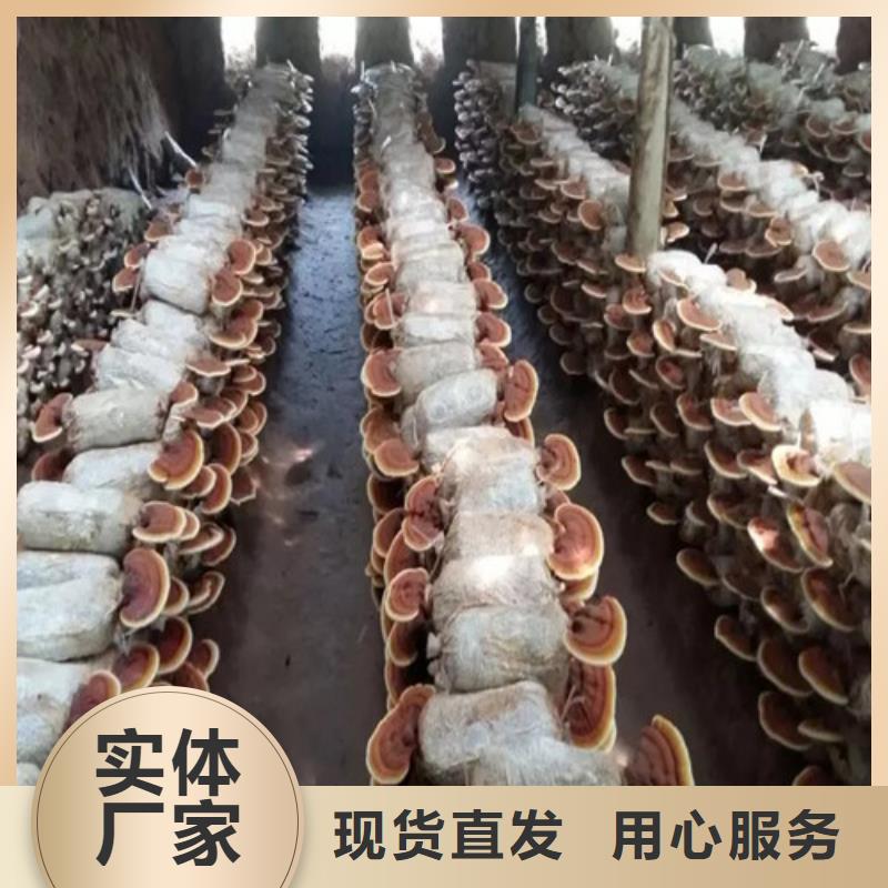 破壁灵芝孢子粉-视频-察隅|米林|日喀则|山南|昌都|阿里|那曲云海破壁灵芝孢子粉_ 云海灵芝种植专业社(林芝市分公司)