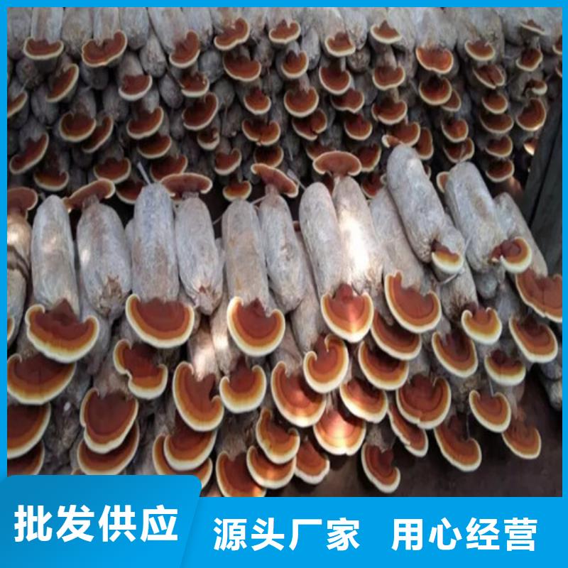 灵芝孢子粉规格齐全的厂家