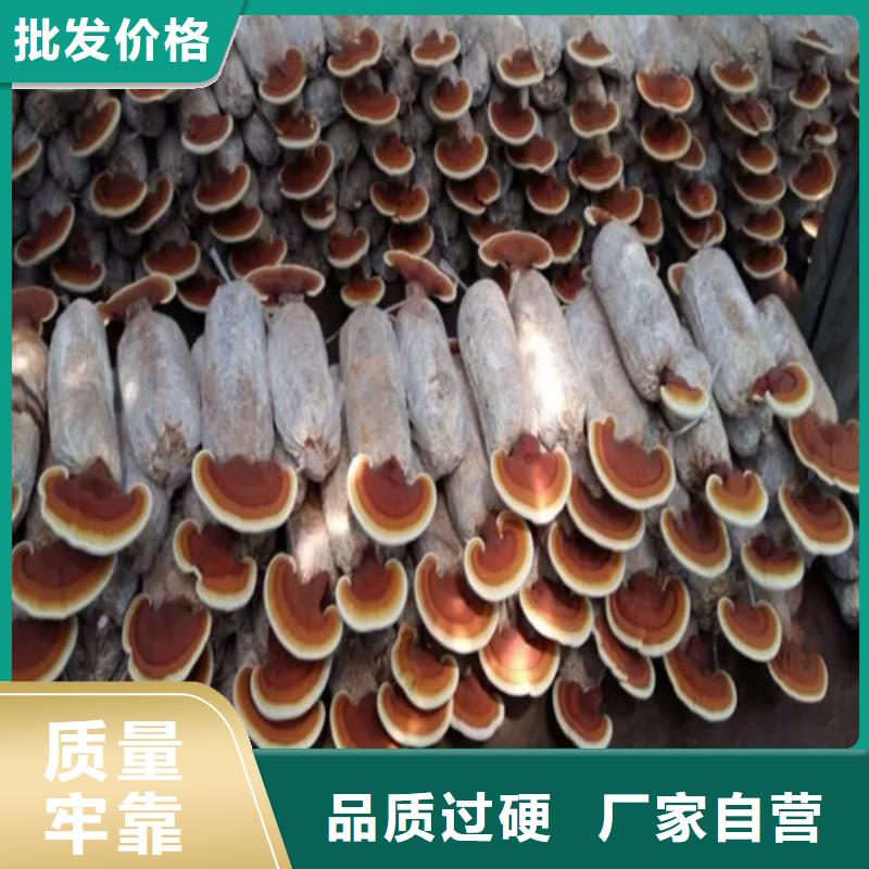 滦南灵芝是什么味道