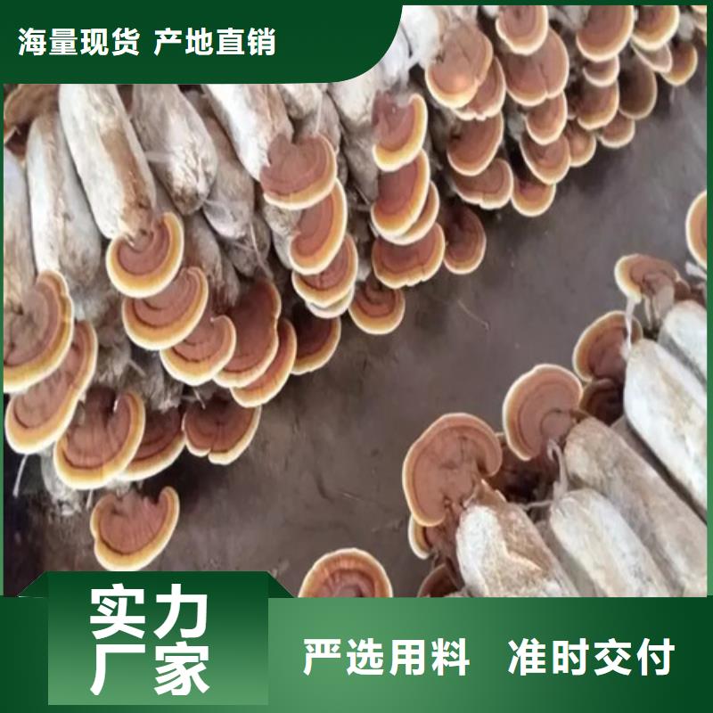 【灵芝孢子粉】,灵芝自营品质有保障