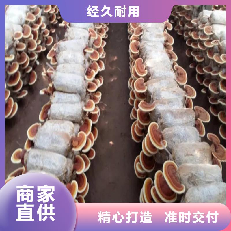 灵芝超细粉选对厂家很重要