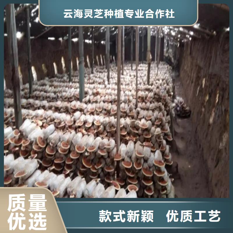 批发灵芝粉_生产厂家