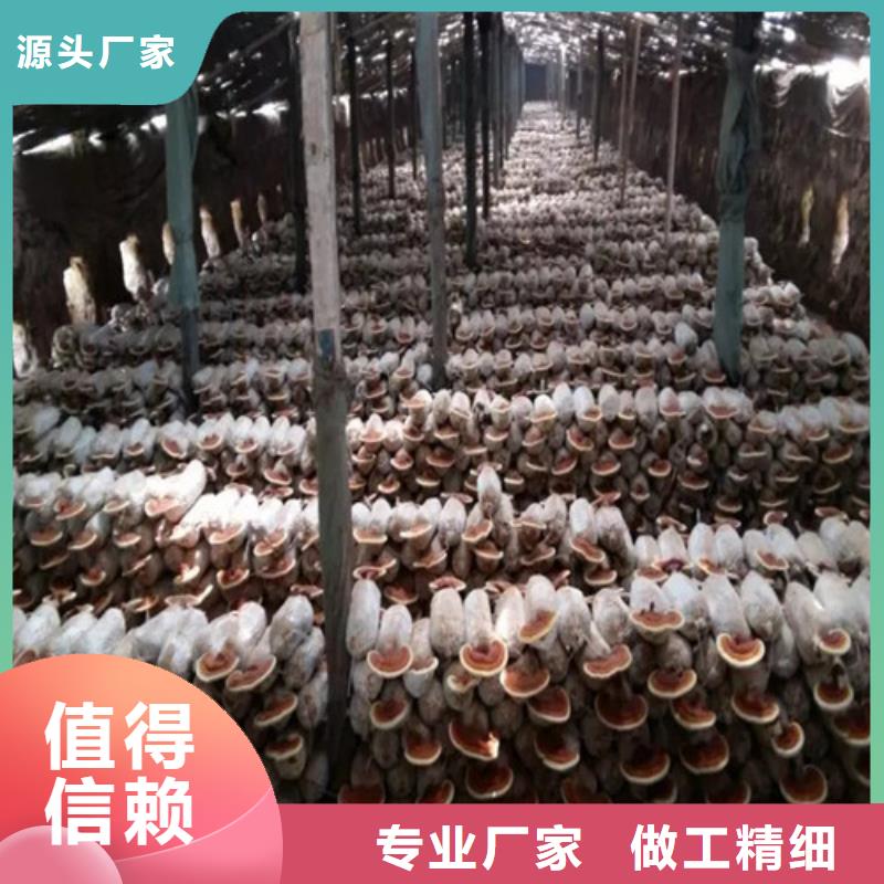 供应孢子灵芝_生产厂家