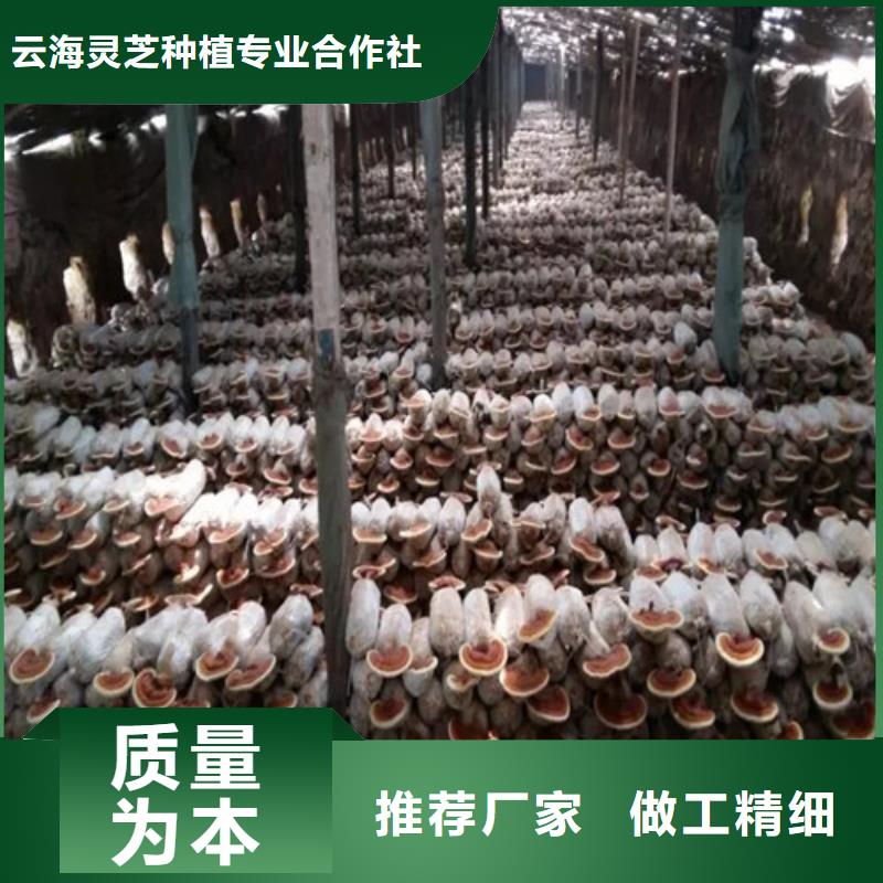 供应灵芝粉_生产厂家