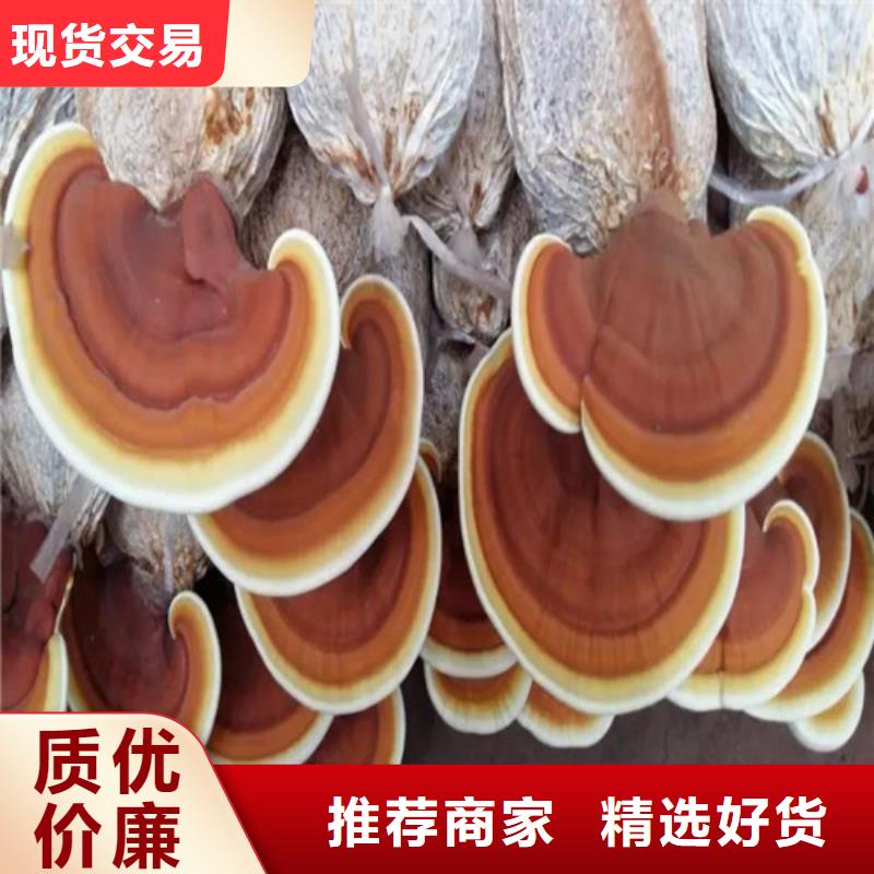 灵芝超细粉诚信商家