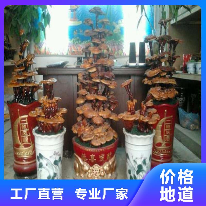 灵芝孢子粉灵芝破壁孢子粉经销商
