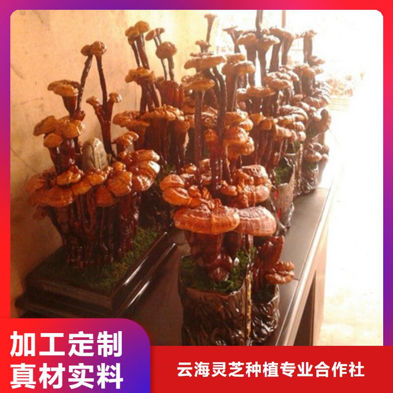 灵芝粉-货到付款