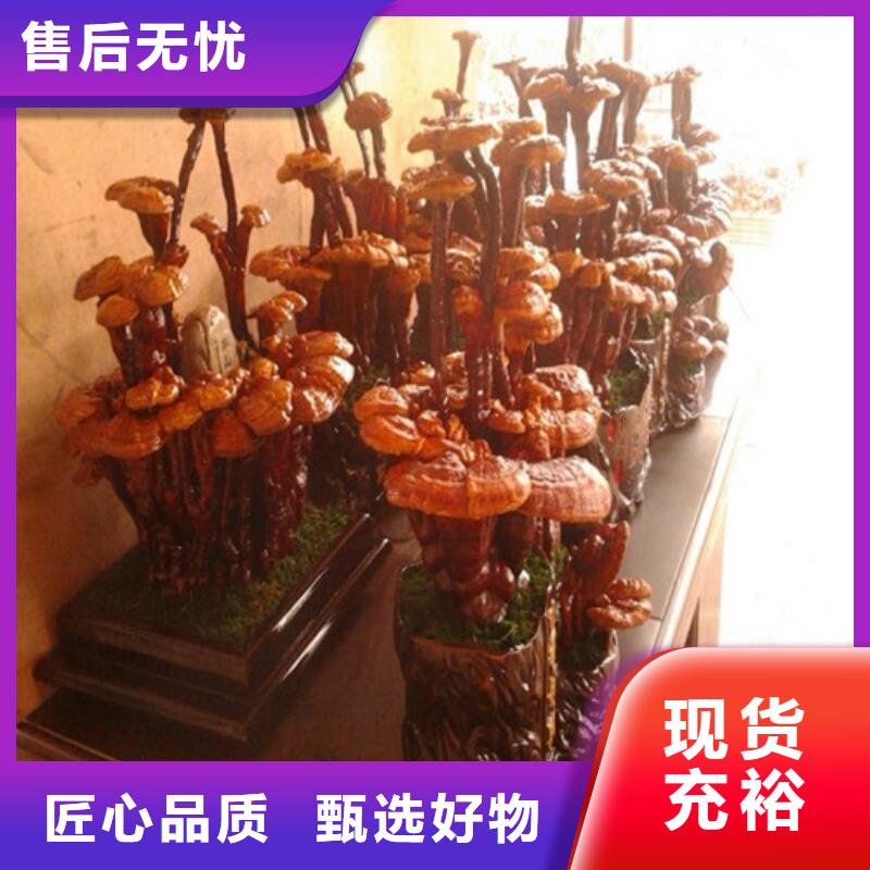 优质孢子灵芝厂家