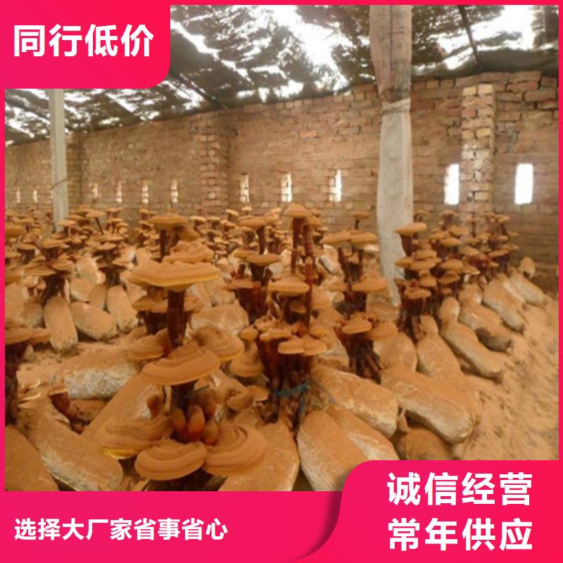 喜德灵芝粉哪里有卖