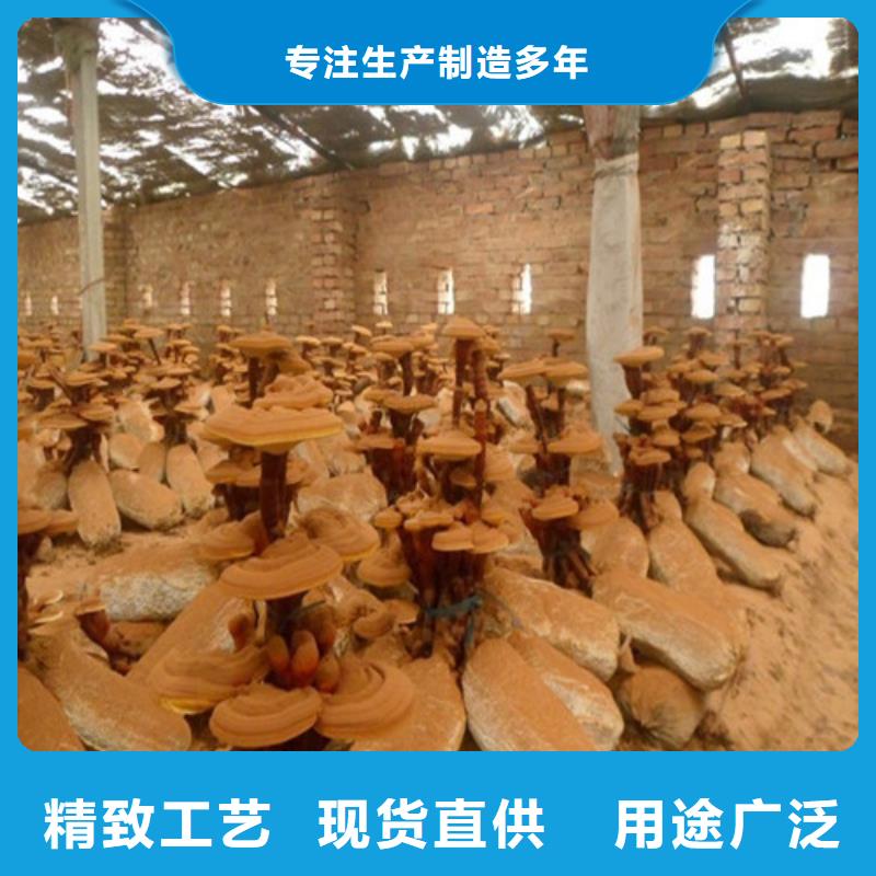 灵芝超细粉诚信商家