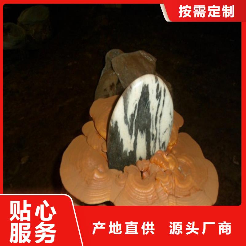 灵芝孢子粉灵芝破壁孢子粉经销商