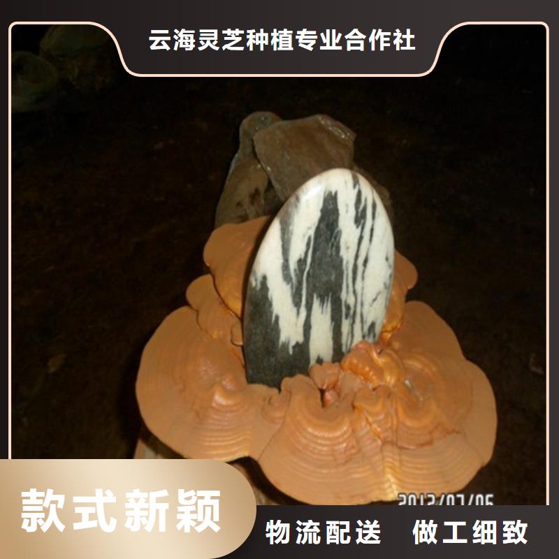 供应灵芝粉_生产厂家