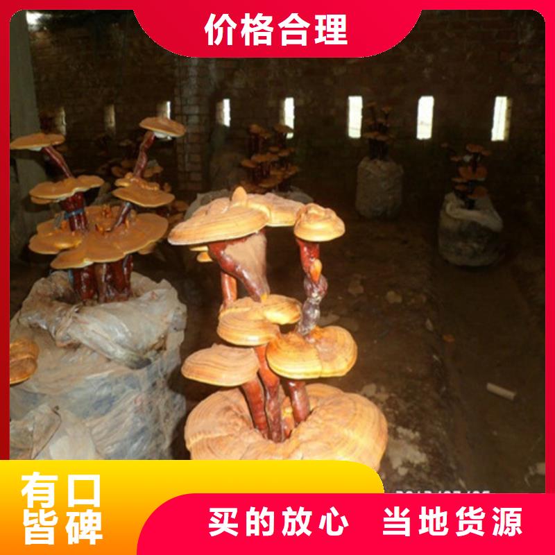 破壁灵芝孢子粉-视频-察隅|米林|日喀则|山南|昌都|阿里|那曲云海破壁灵芝孢子粉_ 云海灵芝种植专业社(林芝市分公司)